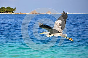 Great Blue Heron Flying Over the sea