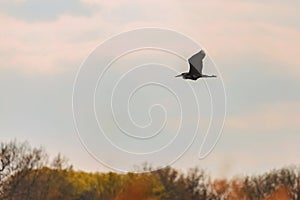 Great blue heron flying over sky