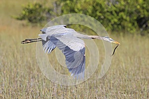 Great blue heron flying over the swamp, Everglades National Park, Florida