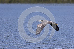 Great Blue Heron Flying Over Water
