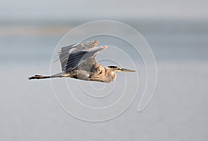Great Blue Heron Flying