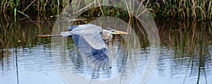 Great Blue Heron Flying, Savannah National Wildlife Refuge