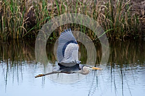 Great Blue Heron Flying, Savannah National Wildlife Refuge