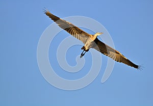 Great Blue Heron Flying