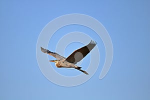 Great Blue Heron Flying