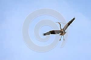 Great Blue Heron flying in with a twig for nest building in the spring, Marymoor Park, Redmond, WA