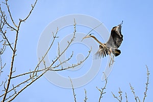 Great Blue Heron flying in with a twig for nest building in the spring, Marymoor Park, Redmond, WA