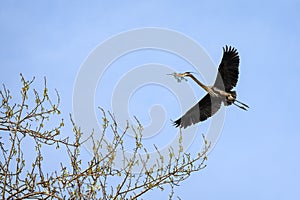 Great Blue Heron flying in with a twig for nest building in the spring, Marymoor Park, Redmond, WA