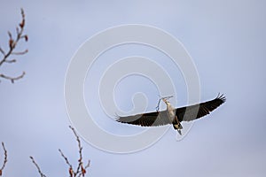 Great Blue Heron flying in with a twig for nest building in the spring, Marymoor Park, Redmond, WA