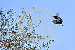 Great Blue Heron flying in with a twig for nest building in the spring, Marymoor Park, Redmond, WA