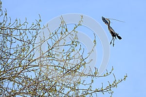 Great Blue Heron flying in with a twig for nest building in the spring, Marymoor Park, Redmond, WA