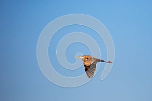 Great Blue Heron  flying under a blue, Wisconsin sky in April