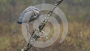 Great blue heron in fog