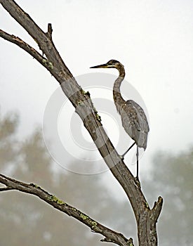 Great blue heron in fog