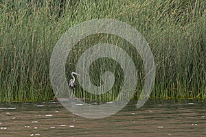 Great Blue Heron Foraging for Food in Tall Lakeside Grass