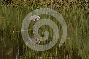 Great blue heron foraging in the lake in the flemish countryside