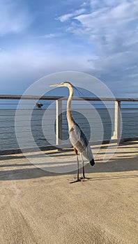 Great Blue Heron at Fort Morgan Pier