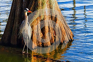 Great Blue Heron in front of a large Cypress tree at Lake Hancock in Washington State