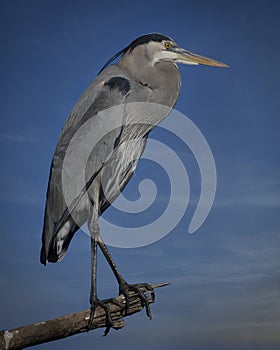 Great Blue Heron Full