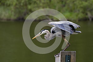Great blue heron getting ready to take flight off of pole. Side view