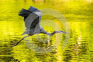 A great blue heron glides over a Pennsylvania stream
