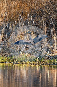 Great blue heron gliding in the air