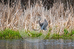 Great blue heron gliding in the air