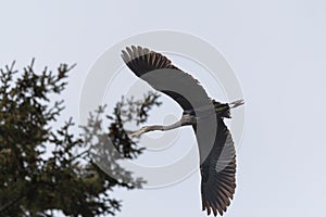 Great blue heron gliding in the air