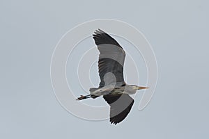 Great blue heron gliding in the air