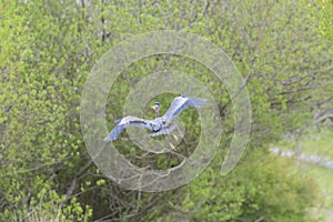 Great blue heron gliding in the air