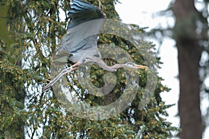 Great blue heron gliding in the air