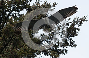 Great blue heron gliding in the air