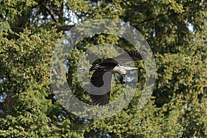 Great blue heron gliding in the air