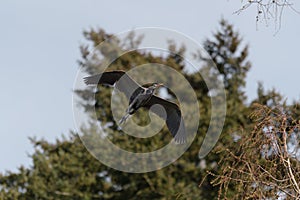 Great blue heron gliding in the air