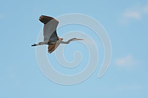 Great blue heron gliding in the air