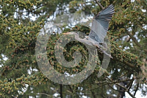 Great blue heron gliding in the air