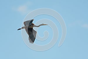 Great blue heron gliding in the air
