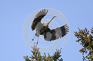 Great blue heron gliding in the air