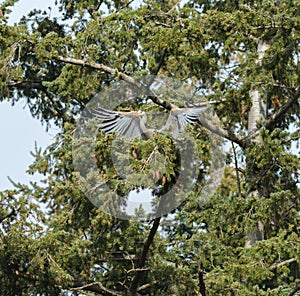 Great blue heron gliding in the air