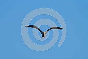 Great blue heron gliding in the air