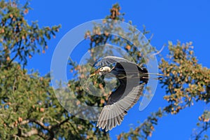 Great blue heron gliding in the air