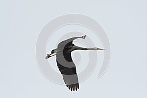 Great blue heron gliding in the air