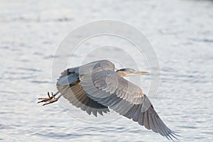 Great blue heron gliding in the air
