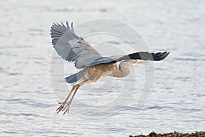 Great blue heron gliding in the air