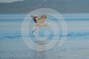 Great blue heron gliding in the air