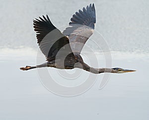 Great blue heron gliding in the air