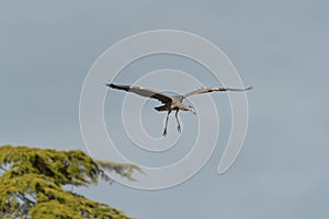 Great blue heron gliding in the air