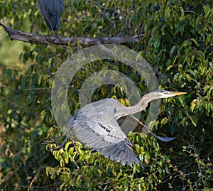 Great blue heron gliding in the air