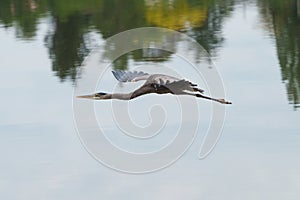 Great blue heron gliding at lakeside