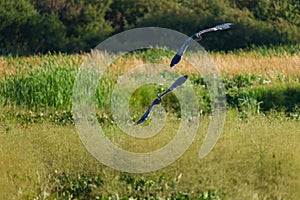 Great blue heron gliding in marsh